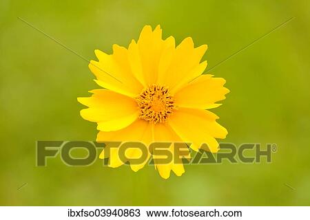 "Calliopsis (Coreopsis sp. ), flower, Lower Saxony, Germany, Europe" View Large Photo Image Stock Image - "Calliopsis (Coreopsis sp. ), flower, Lower Saxony, Germany, Europe". Fotosearch