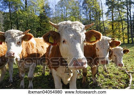 Stock Image - "Calves, Lenggries, Isarwinkel, Upper Bavaria, Bavaria, Germany, Europe". Fotosearch