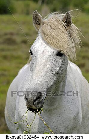 Picture - "Camargue horse, portrait, Camargue, France, Europe". Fotosearch