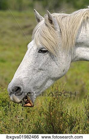 Stock Photograph - "Camargue horse, portrait, Camargue, France, Europe". Fotosearch