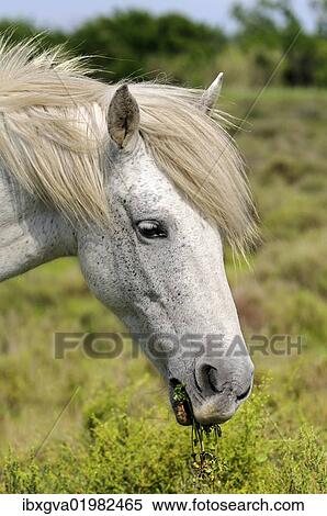 "Camargue horse, portrait, Camargue, France, Europe" View Large Photo Image Stock Photography - "Camargue horse, portrait, Camargue, France, Europe". Fotosearch