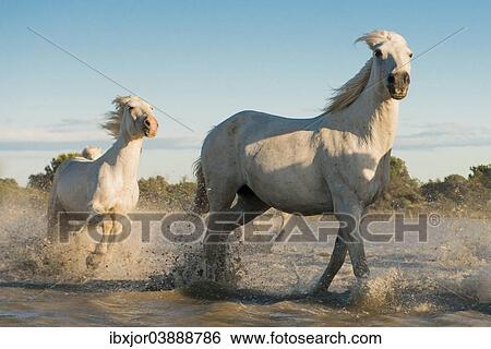 "Camargue horses, galloping in water, Camargue, Southern France, France, Europe" View Large Photo Image Stock Photograph - "Camargue horses, galloping in water, Camargue, Southern France, France, Europe". Fotosearch