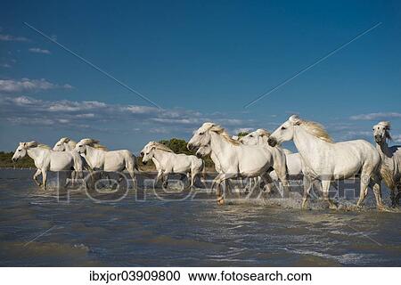 "Camargue horses trotting through water, Camargue, Southern France, France, Europe" View Large Photo Image Stock Image - "Camargue horses trotting through water, Camargue, Southern France, France, Europe". Fotosearch