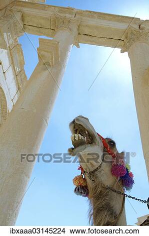 "Camel (Camelus dromedarius) standing next to ruins, Palmyra, Tadmur, Palmyra District, Homs Governorate, Syria, Asia" View Large Photo Image Picture - "Camel (Camelus dromedarius) standing next to ruins, Palmyra, Tadmur, Palmyra District, Homs Governorate, Syria, Asia". Fotosearch