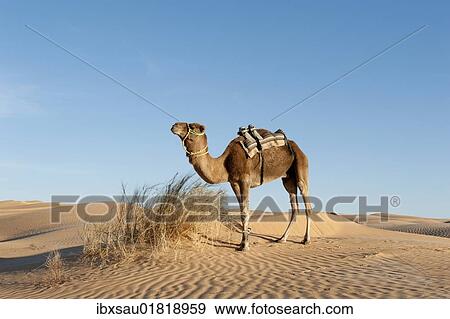 "Camel, dromedary (Camelus dromedarius), sand dunes, Sahara desert between Douz and Ksar Ghilane, Southern Tunisia, Tunisia, Maghreb, North Africa, Africa" View Large Photo Image Stock Photo - "Camel, dromedary (Camelus dromedarius), sand dunes, Sahara desert between Douz and Ksar Ghilane, Southern Tunisia, Tunisia, Maghreb, North Africa, Africa". Fotosearch