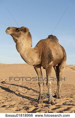"Camel, dromedary (Camelus dromedarius), sand dunes, Sahara desert between Douz and Ksar Ghilane, Southern Tunisia, Tunisia, Maghreb, North Africa, Africa" View Large Photo Image Stock Photograph - "Camel, dromedary (Camelus dromedarius), sand dunes, Sahara desert between Douz and Ksar Ghilane, Southern Tunisia, Tunisia, Maghreb, North Africa, Africa". Fotosearch