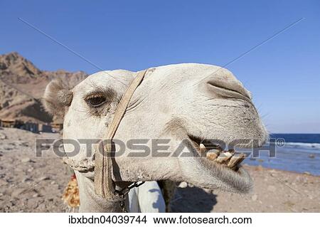 "Camel, head, Sinai, Egypt, Africa" View Large Photo Image Picture - "Camel, head, Sinai, Egypt, Africa". Fotosearch