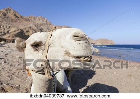 "Camel, head, Sinai, Egypt, Africa" View Large Photo Image Stock Photo - "Camel, head, Sinai, Egypt, Africa". Fotosearch