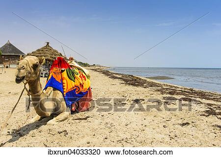 "Camel lying on Gurgusum beach, Massawa, Eritrea, Africa" View Large Photo Image Stock Image - "Camel lying on Gurgusum beach, Massawa, Eritrea, Africa". Fotosearch