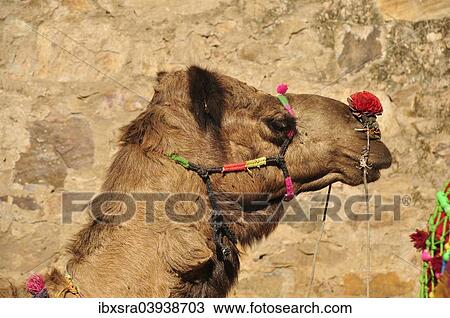 Stock Image - "Camel, Pushkar, Rajasthan, India, Asia". Fotosearch