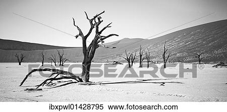 "Camel thorn (Acacia erioloba), Dead Vlei, Sossusvlei, Namib-Naukluft National Park, Namibia, Africa" View Large Photo Image Stock Photography - "Camel thorn (Acacia erioloba), Dead Vlei, Sossusvlei, Namib-Naukluft National Park, Namibia, Africa". Fotosearch