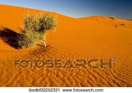 "Camel Thorn (Acacia erioloba), red dunes, Kgalagadi Transfrontier Park, Kalahari Desert, Northern Cape, South Africa, Africa" View Large Photo Image Stock Image - "Camel Thorn (Acacia erioloba), red dunes, Kgalagadi Transfrontier Park, Kalahari Desert, Northern Cape, South Africa, Africa". Fotosearch