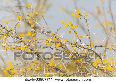 "Camel thorn tree (Acacia erioloba), Etosha National Park, Namibia, Africa" View Large Photo Image Stock Image - "Camel thorn tree (Acacia erioloba), Etosha National Park, Namibia, Africa". Fotosearch