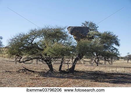 "Camel thorn tree (Acacia erioloba) with nesting colony of the Sociable Weaver (Philetairus socius), Kalahari, Namibia, Africa" View Large Photo Image Stock Photograph - "Camel thorn tree (Acacia erioloba) with nesting colony of the Sociable Weaver (Philetairus socius), Kalahari, Namibia, Africa". Fotosearch