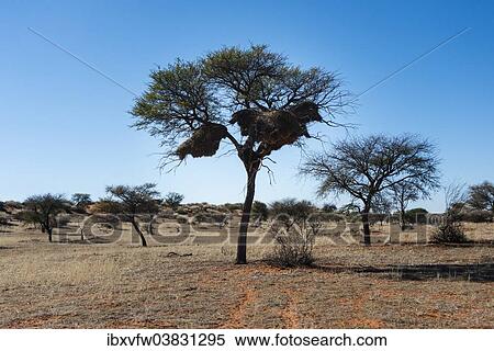 "Camel Thorn Tree (Acacia erioloba) with nests of the Sociable Weaver (Philetairus socius), Kalahari Desert, Namibia, Africa" View Large Photo Image Stock Photography - "Camel Thorn Tree (Acacia erioloba) with nests of the Sociable Weaver (Philetairus socius), Kalahari Desert, Namibia, Africa". Fotosearch
