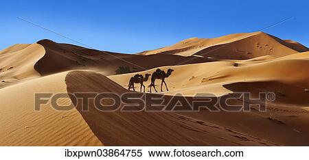 "Camels amongst the Sahara sand dunes of Erg Chebbi, Morocco, Africa" View Large Photo Image Stock Photography - "Camels amongst the Sahara sand dunes of Erg Chebbi, Morocco, Africa". Fotosearch