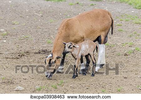 "Cameroon Sheep, Wild Sheep (Ovis orientalis), female with lamb, captive, Seewinkel, Burgenland, Austria, Europe" View Large Photo Image Stock Image - "Cameroon Sheep, Wild Sheep (Ovis orientalis), female with lamb, captive, Seewinkel, Burgenland, Austria, Europe". Fotosearch