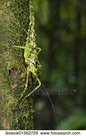 "Camouflaged grasshopper in lowland rainforest, Braulio-Carrillo National Park, Costa Rica, Central America, North America" View Large Photo Image Stock Photo - "Camouflaged grasshopper in lowland rainforest, Braulio-Carrillo National Park, Costa Rica, Central America, North America". Fotosearch