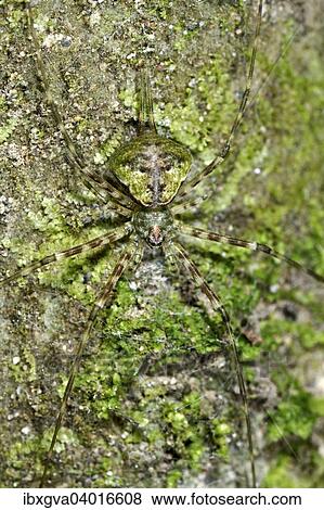 Stock Photo - "Camouflaged spider (Hersiliidae), Tambopata Nature Reserve, Madre de Dios region, Peru, South America". Fotosearch