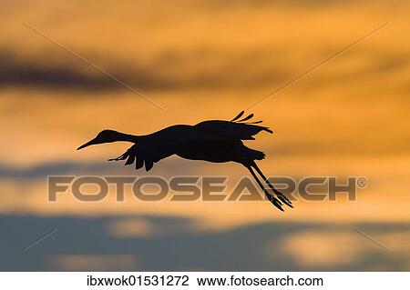 "Canada Crane (Grus canadensis) landing at sunset, Bosque del Apache Wildlife Refuge, New Mexico, North America, USA" View Large Photo Image Stock Image - "Canada Crane (Grus canadensis) landing at sunset, Bosque del Apache Wildlife Refuge, New Mexico, North America, USA". Fotosearch