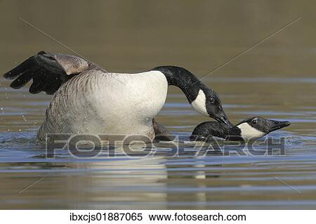 Canada geese (Branta canadensis) mating in water View Large Photo Image Stock Photography - Canada geese (Branta canadensis) mating in water. Fotosearch