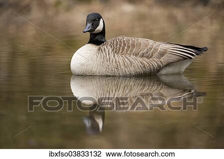 "Canada Goose (Branta canadensis) in water, North Rhine-Westphalia, Germany, Europe" View Large Photo Image Stock Image - "Canada Goose (Branta canadensis) in water, North Rhine-Westphalia, Germany, Europe". Fotosearch