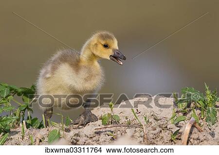 "Canada Goose (Branta canadensis), chick, North Rhine-Westphalia, Germany, Europe" View Large Photo Image Picture - "Canada Goose (Branta canadensis), chick, North Rhine-Westphalia, Germany, Europe". Fotosearch