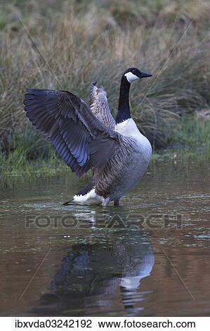 "Canada Goose (Branta canadensis), Naturpark Arnsberger Wald, Sauerland, North Rhine-Westphalia, Germany, Europe" View Large Photo Image Stock Image - "Canada Goose (Branta canadensis), Naturpark Arnsberger Wald, Sauerland, North Rhine-Westphalia, Germany, Europe". Fotosearch