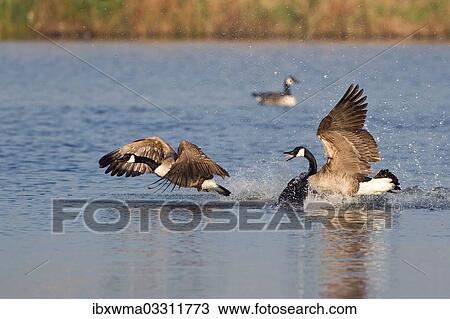 "Canada Goose (Branta canadensis) chasing rival, North Rhine-Westphalia, Germany, Europe" View Large Photo Image Stock Image - "Canada Goose (Branta canadensis) chasing rival, North Rhine-Westphalia, Germany, Europe". Fotosearch