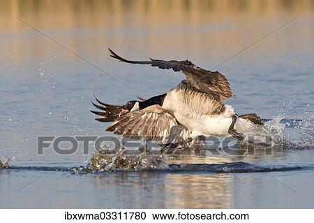 "Canada Goose (Branta canadensis) chasing rival, North Rhine-Westphalia, Germany, Europe" View Large Photo Image Stock Image - "Canada Goose (Branta canadensis) chasing rival, North Rhine-Westphalia, Germany, Europe". Fotosearch
