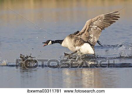 "Canada Goose (Branta canadensis) chasing rival, North Rhine-Westphalia, Germany, Europe" View Large Photo Image Stock Image - "Canada Goose (Branta canadensis) chasing rival, North Rhine-Westphalia, Germany, Europe". Fotosearch