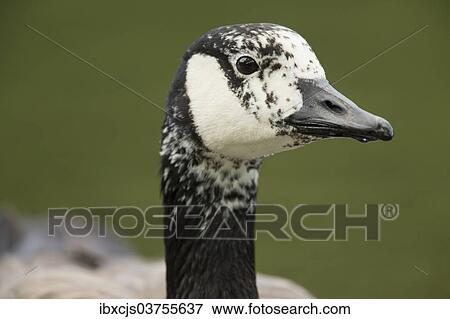 "Canada Goose (Branta canadensis), plumage markings suggest it could possibly be a hybrid, North Rhine-Westphalia, Germany, Europe" View Large Photo Image Stock Photo - "Canada Goose (Branta canadensis), plumage markings suggest it could possibly be a hybrid, North Rhine-Westphalia, Germany, Europe". Fotosearch