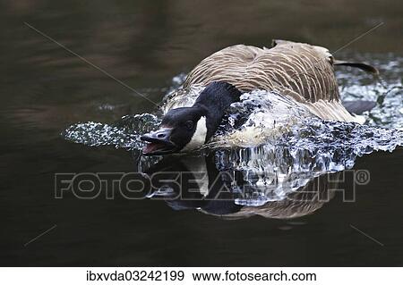 "Canada Goose (Branta canadensis) displaying threatening behavior, Naturpark Arnsberger Wald, Sauerland, North Rhine-Westphalia, Germany, Europe" View Large Photo Image Stock Photo - "Canada Goose (Branta canadensis) displaying threatening behavior, Naturpark Arnsberger Wald, Sauerland, North Rhine-Westphalia, Germany, Europe". Fotosearch