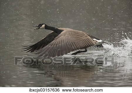 "Canada Goose (Branta canadensis), Oesinghausen, Bergisches Land, North Rhine-Westphalia, Germany, Europe" View Large Photo Image Stock Photograph - "Canada Goose (Branta canadensis), Oesinghausen, Bergisches Land, North Rhine-Westphalia, Germany, Europe". Fotosearch