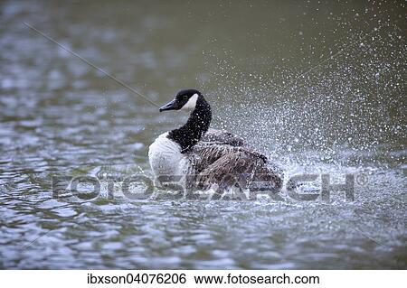 "Canada Goose (Branta canadensis), adult, bathing, Baden-Wurttemberg, Germany, Europe" View Large Photo Image Stock Photograph - "Canada Goose (Branta canadensis), adult, bathing, Baden-Wurttemberg, Germany, Europe". Fotosearch
