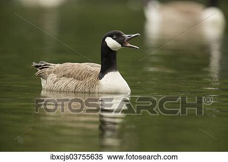 "Canada Goose (Branta canadensis), North Rhine-Westphalia, Germany, Europe" View Large Photo Image Stock Photography - "Canada Goose (Branta canadensis), North Rhine-Westphalia, Germany, Europe". Fotosearch