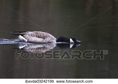"Canada Goose (Branta canadensis) displaying threatening behavior, Naturpark Arnsberger Wald, Sauerland, North Rhine-Westphalia, Germany, Europe" View Large Photo Image Stock Photography - "Canada Goose (Branta canadensis) displaying threatening behavior, Naturpark Arnsberger Wald, Sauerland, North Rhine-Westphalia, Germany, Europe". Fotosearch
