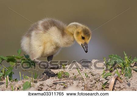 "Canada Goose (Branta canadensis), chick, North Rhine-Westphalia, Germany, Europe" View Large Photo Image Stock Photography - "Canada Goose (Branta canadensis), chick, North Rhine-Westphalia, Germany, Europe". Fotosearch