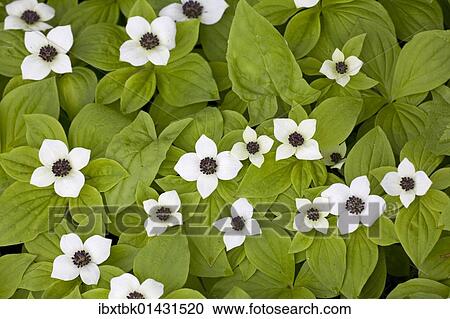 "Canadian Dwarf Cornel, Canadian Bunchberry, Crackerberry (Cornus canadensis)" View Large Photo Image Stock Image - "Canadian Dwarf Cornel, Canadian Bunchberry, Crackerberry (Cornus canadensis)". Fotosearch