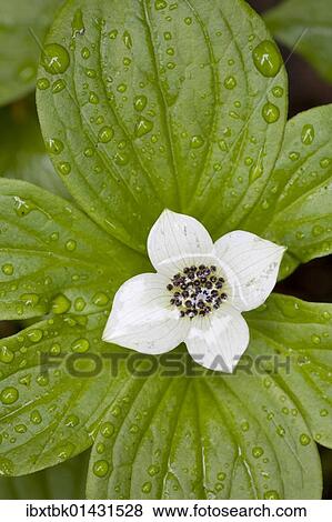 "Canadian Dwarf Cornel, Canadian Bunchberry, Crackerberry (Cornus canadensis)" View Large Photo Image Stock Photo - "Canadian Dwarf Cornel, Canadian Bunchberry, Crackerberry (Cornus canadensis)". Fotosearch