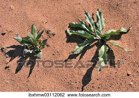 "Canaigre, Ganagra, Wild Rhubarb, Arizona Dock or Tanner's dock (Rumex hymenosepalus), Hanging Gardens, Page, Arizona, United States, North America" View Large Photo Image Stock Image - "Canaigre, Ganagra, Wild Rhubarb, Arizona Dock or Tanner's dock (Rumex hymenosepalus), Hanging Gardens, Page, Arizona, United States, North America". Fotosearch