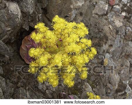 "Canary Golden Mountain Rose (Greenovia aurea), La Gomera, Canary Islands, Spain, Europe, La Gomera, Valle Gran Rey, Canary Islands, Spain, Europe" View Large Photo Image Stock Image - "Canary Golden Mountain Rose (Greenovia aurea), La Gomera, Canary Islands, Spain, Europe, La Gomera, Valle Gran Rey, Canary Islands, Spain, Europe". Fotosearch