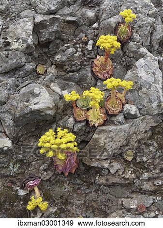 Stock Photo - "Canary Golden Mountain Rose (Greenovia aurea), La Gomera, Canary Islands, Spain, Europe, La Gomera, Valle Gran Rey, Canary Islands, Spain, Europe". Fotosearch