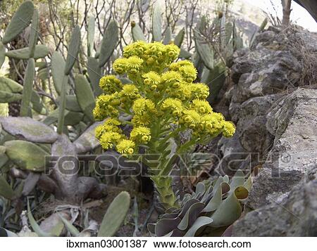 "Canary Golden Mountain Rose (Greenovia aurea), La Gomera, Canary Islands, Spain, Europe, La Gomera, San Sebastian, Canary Islands, Spain, Europe" View Large Photo Image Stock Photo - "Canary Golden Mountain Rose (Greenovia aurea), La Gomera, Canary Islands, Spain, Europe, La Gomera, San Sebastian, Canary Islands, Spain, Europe". Fotosearch