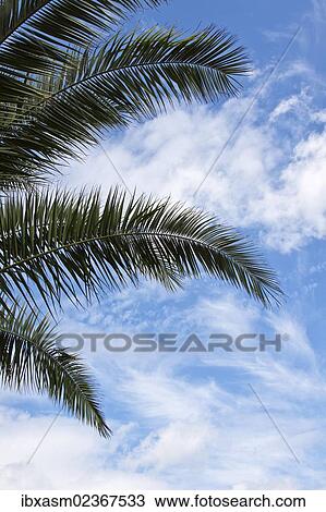 "Canary Island Date Palm (Phoenix canariensis), palm fronds" View Large Photo Image Stock Image - "Canary Island Date Palm (Phoenix canariensis), palm fronds". Fotosearch