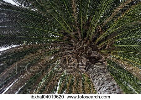 "Canary Island Date Palm (Phoenix canariensis), palm fronds and trunk, Madeira, Portugal, Europe" View Large Photo Image Stock Image - "Canary Island Date Palm (Phoenix canariensis), palm fronds and trunk, Madeira, Portugal, Europe". Fotosearch