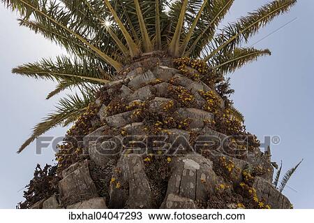 "Canary Island Date Palm (Phoenix canariensis), stem covered with Monanthes plants of the Crassulaceae family (Monanthes), yellow flowers, Lanzarote, Canary Islands, Spain, Europe" View Large Photo Image Stock Image - "Canary Island Date Palm (Phoenix canariensis), stem covered with Monanthes plants of the Crassulaceae family (Monanthes), yellow flowers, Lanzarote, Canary Islands, Spain, Europe". Fotosearch