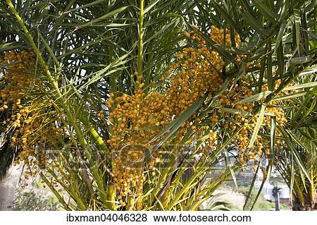 "Canary Island Date Palm (Phoenix canariensis) with infructescence, Tenerife, Canary Islands, Spain, Europe" View Large Photo Image Stock Photo - "Canary Island Date Palm (Phoenix canariensis) with infructescence, Tenerife, Canary Islands, Spain, Europe". Fotosearch