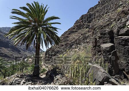 "Canary Island Date Palm (Phoenix canariensis) and Candelabra euphorbias in the Barranco de Arure, Valle Gran Rey, La Gomera, Canary Islands, Spain, Europe" View Large Photo Image Stock Photograph - "Canary Island Date Palm (Phoenix canariensis) and Candelabra euphorbias in the Barranco de Arure, Valle Gran Rey, La Gomera, Canary Islands, Spain, Europe". Fotosearch