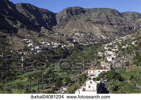 "Canary Island Date Palms (Phoenix canariensis), terraced fields and villages in Valle Gran Rey, La Gomera, Canary Islands, Spain, Europe" View Large Photo Image Picture - "Canary Island Date Palms (Phoenix canariensis), terraced fields and villages in Valle Gran Rey, La Gomera, Canary Islands, Spain, Europe". Fotosearch